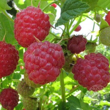 Малина крупноплодная Таруса (малиновое дерево)