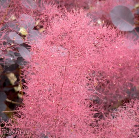 Скумпия Роял Пурпл кожевенная