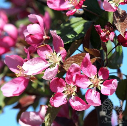 Яблоня Макамик декоративная 