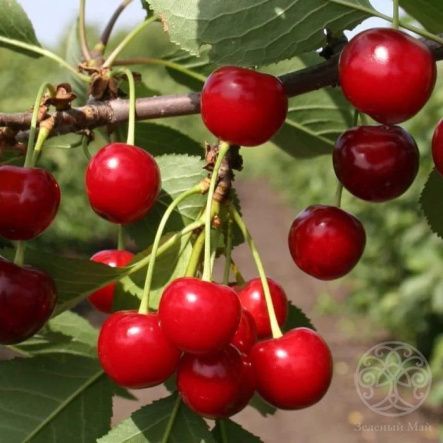 Вишня Саратовская малышка ДЮК