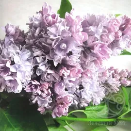 Сирень Валентин Серов