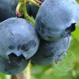 Голубика Блюкроп