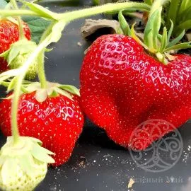Клубника Чамора туруси