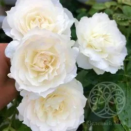 Роза Шизуку японская, шраб