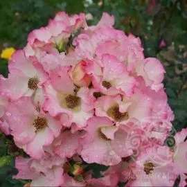 Роза Лиола флорибунда