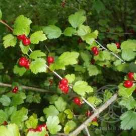 Смородина Шмидт альпийская