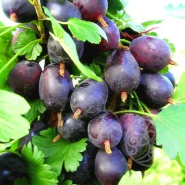 Крыжовник Грушенька