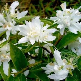 Чубушник Зоя Космодемьянская венечный