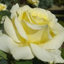 Роза Элина чайно-гибридная