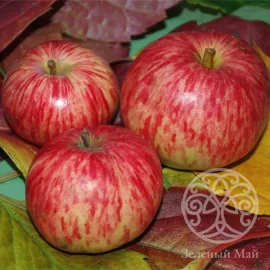 Яблоня Коричное полосатое