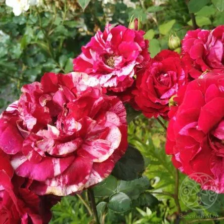 Роза Дип Импрешн флорибунда купить саженцы в садовом центре Зеленый Май