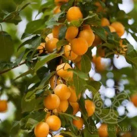 Алыча Подарок Санкт-Петербургу