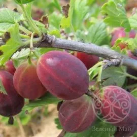 Крыжовник Консул (Сенатор) 