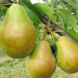 Груша Просто Мария 