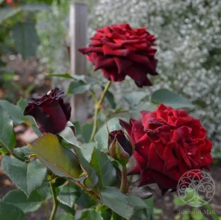 Купить Роза Black Baccara 50см оптом | Paeonia