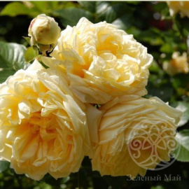 Роза Надя Мейяндекор шраб