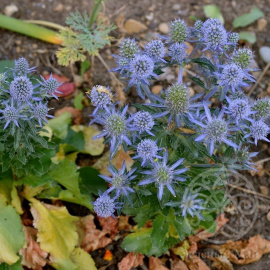 Синеголовник  Блю Хоббит плосколистный