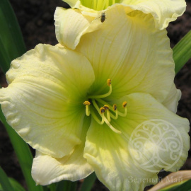 Лилейник Миссури Бьюти