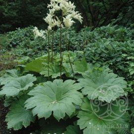 Астильбойдес пластинчатый