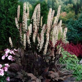 Актея (Клопогон) Брюнет