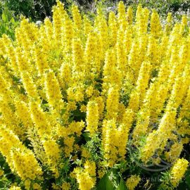 Вербейник точечный