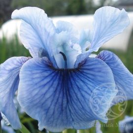 Ирис Супер Эго сибирский