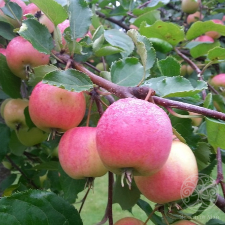 Яблоня декоративная Hyvingiensis 