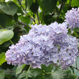 Сирень Летний Сад