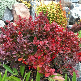 Барбарис Тунберга Кармен