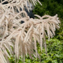Волжанка Цвайвельтенкинд китайская