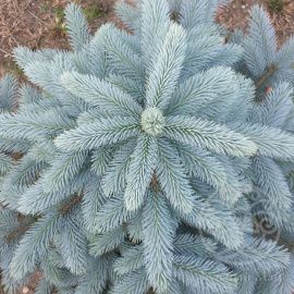 Ель Супер Блю Сидлинг