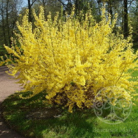 Форзиция промежуточная