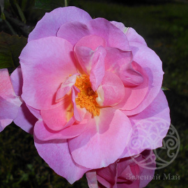 Роза Пинк Робуста ругоза