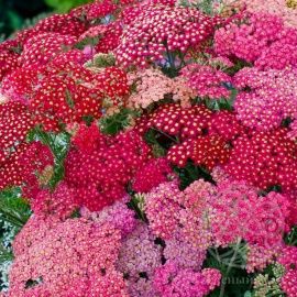 Тысячелистник Саммер берис