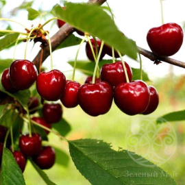 Черешня Мичуринка