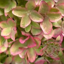 Гортензия Металика метельчатая