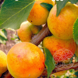 Абрикос Сардоникс