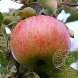 Яблоня Орлинка