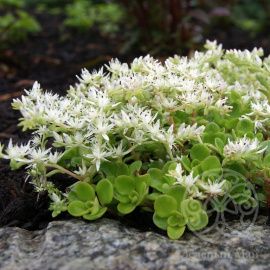 Очиток Альбум ложный