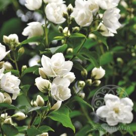 Чубушник Юннат