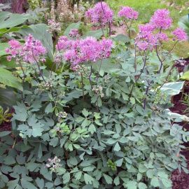 Василистник водосборолистный Thundercloud