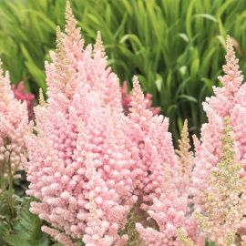 Астильба Вижн Инферно китайская