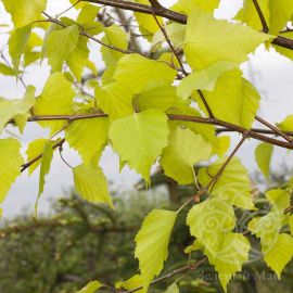 Береза Повислая Шневердингер Голдбирке