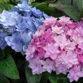 Гортензия Крупнолистная в сортах