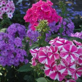 Флокс в  ассортименте