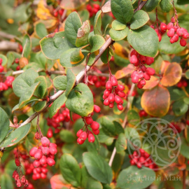 Барбарис амурский