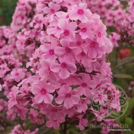 Флокс Свит Саммер Мелоди метельчатый