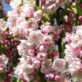 Яблоня Яркая Весна декоративная (махровая)