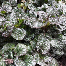 Живучка Металлика Криспа пирамидальная