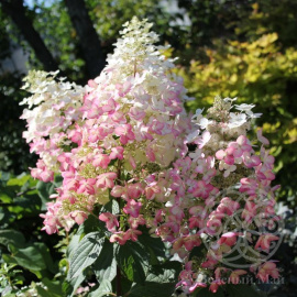 Гортензия Энджелс Блаш метельчатая